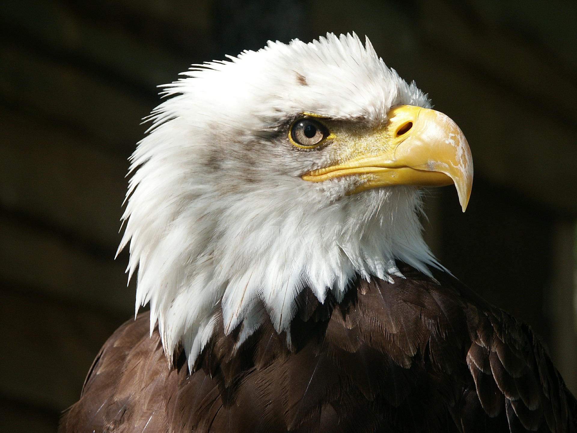 ¿Cómo vuelan las aves y hasta qué altura pueden hacerlo?